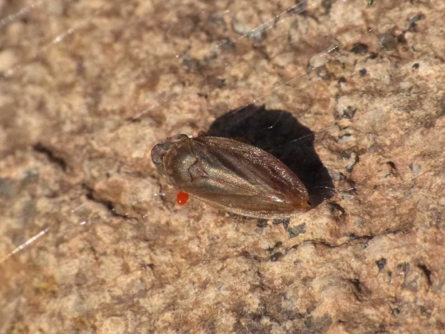 Lepyronia coleoptrata e Philaenus spumarius